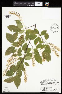 Prunus serotina image