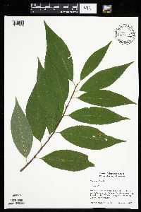 Prunus serotina image