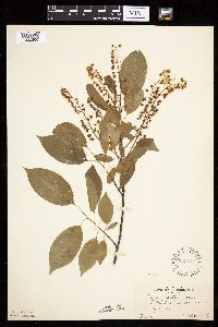 Prunus serotina image