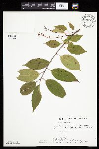 Prunus serotina image
