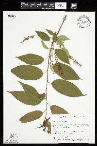 Prunus serotina image