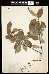 Prunus serotina image