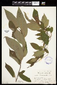 Prunus serotina image