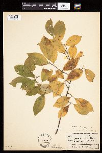 Prunus serotina image