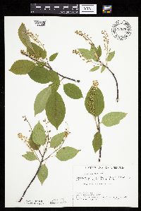 Prunus serotina image