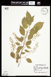 Prunus serotina image