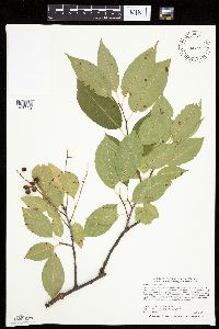 Prunus serotina image