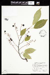 Prunus serotina image