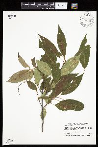 Prunus serotina image