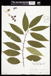 Prunus serotina image