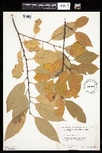 Prunus serotina image