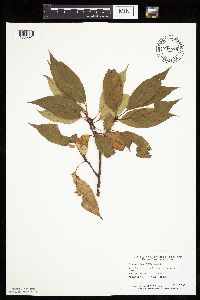 Prunus serotina image