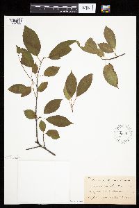 Prunus serotina image