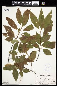 Prunus serotina image