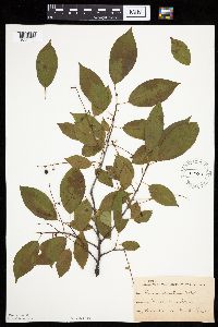 Prunus serotina image