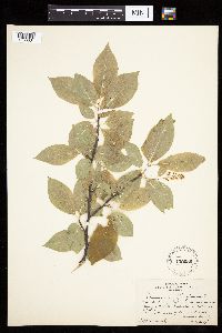 Prunus serotina image