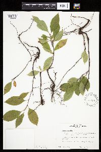 Prunus serotina image