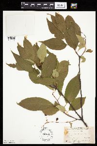 Prunus serotina image