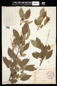 Image of Prunus serotina