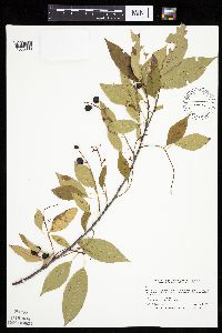 Prunus serotina image
