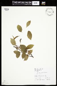 Prunus serotina image