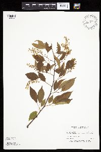 Prunus serotina image