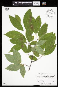 Prunus serotina image