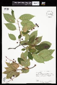Prunus serotina image
