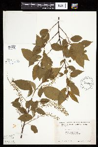 Prunus serotina image