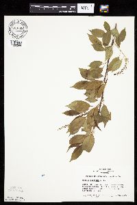 Prunus serotina image