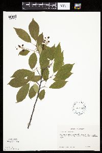 Prunus serotina image