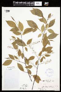 Prunus serotina image