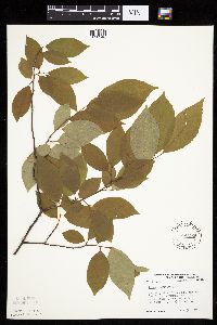 Prunus serotina image