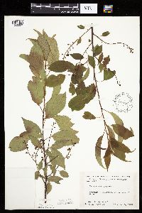 Prunus serotina image