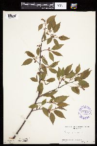 Prunus serotina image