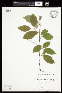 Prunus serotina image