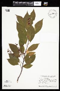 Prunus serotina image
