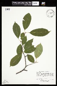 Prunus serotina image