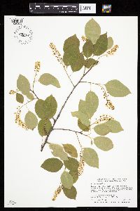 Prunus serotina image