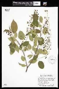 Prunus serotina image