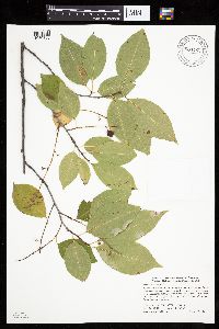 Prunus serotina image