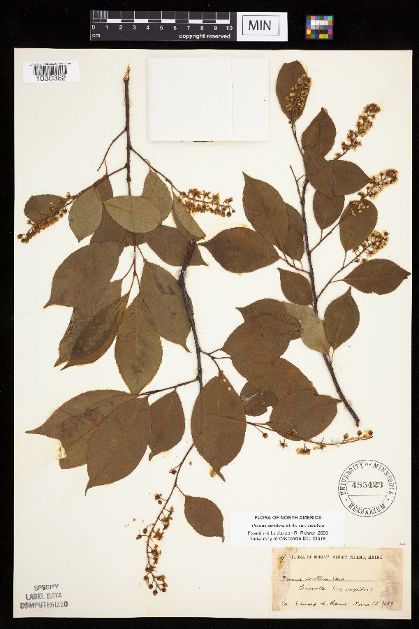 Prunus serotina var. serotina image
