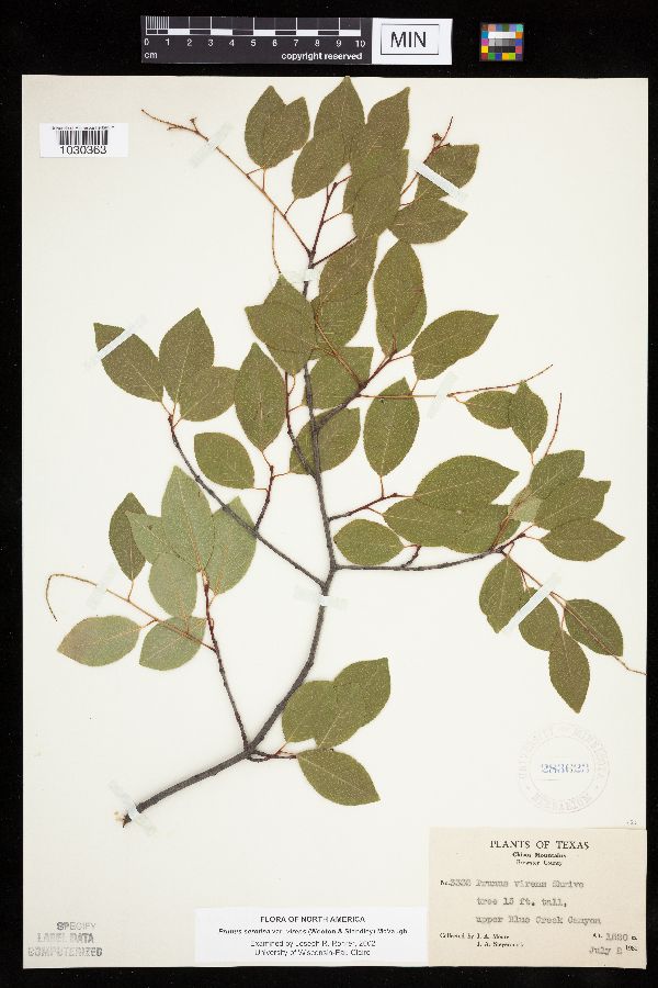 Prunus serotina var. rufula image