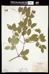 Media resource of Prunus serotina