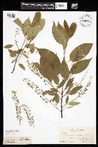 Prunus serotina image