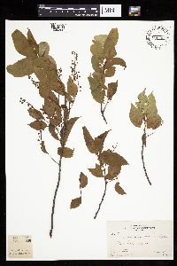 Prunus serotina image