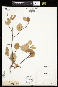 Image of Prunus subcordata