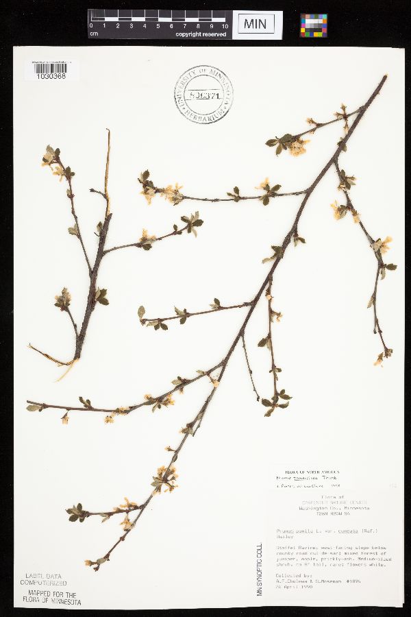 Prunus tomentosa image