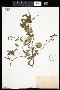 Prunus serotina image