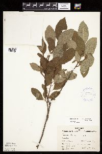 Prunus pumila image